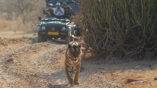 Delhi Agra Jaipur and Ranthambore 7 Days Tour - Pioneer Holidays